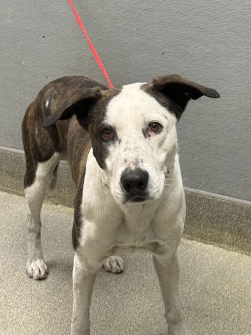 *SHARK BAIT - Pit Bull Terrier available for adoption