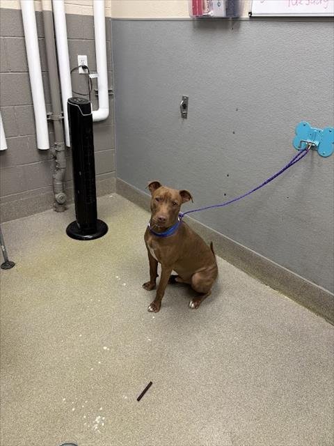 BALOO - Labrador Retriever available for adoption