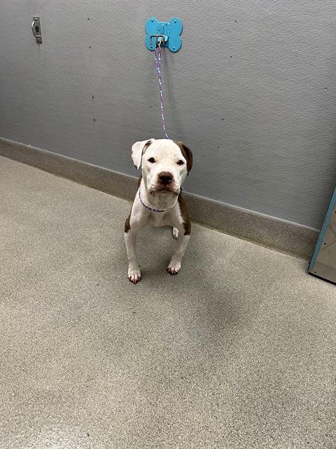 *AGATHA - Pit Bull Terrier available for adoption