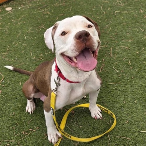 *AGATHA - Pit Bull Terrier available for adoption