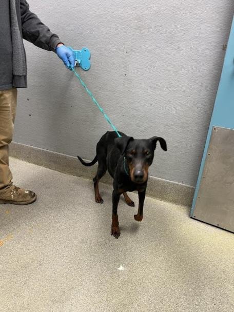 *SADIE MAE - Doberman Pinscher available for adoption