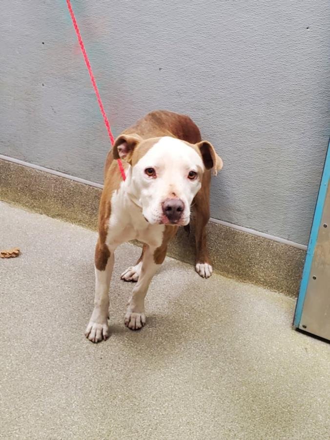 *BETTY LOO - Pit Bull Terrier available for adoption