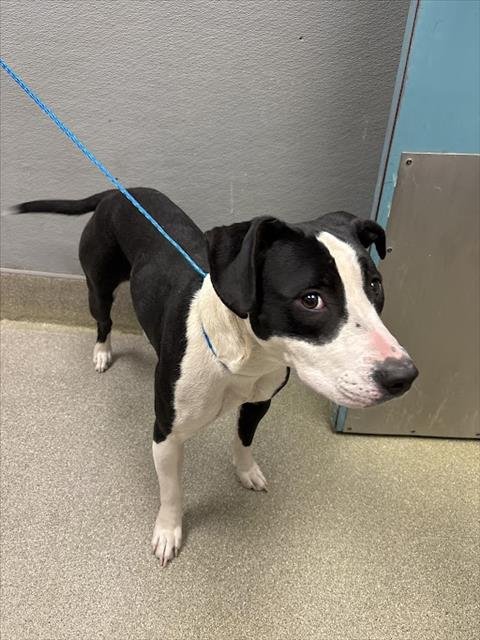 *LOLA - Pit Bull Terrier available for adoption