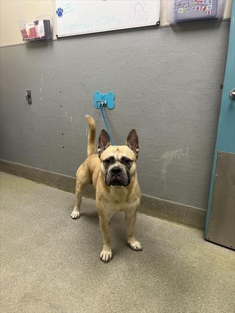 *BIG HANK - Mastiff available for adoption