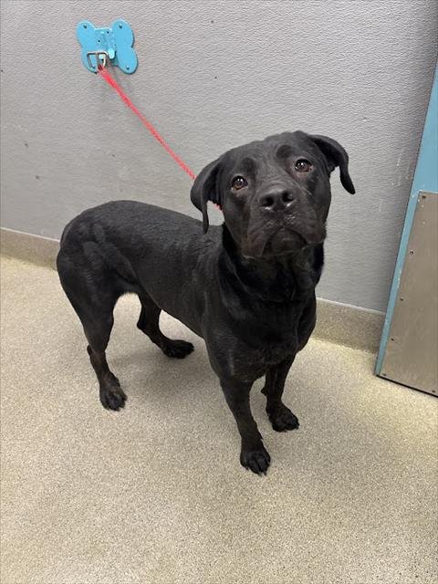 BEAUTY - Cane Corso Mastiff available for adoption