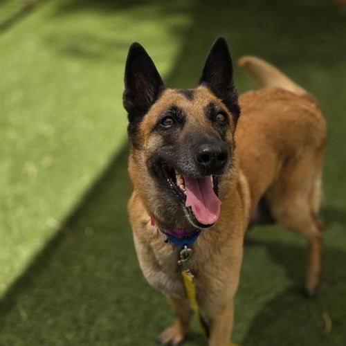*BARISTA - Belgian Shepherd Malinois available for adoption