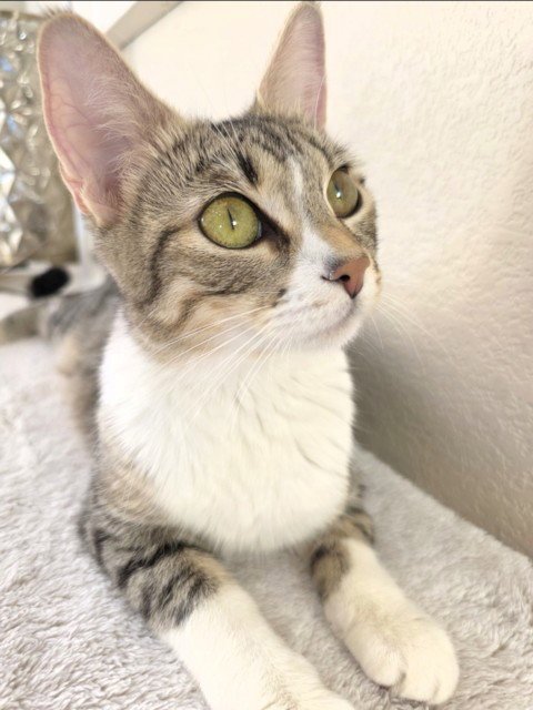 *SWEET PEA - Domestic Short Hair available for adoption