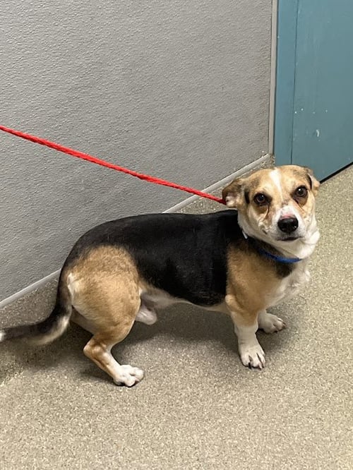 NACHO - Beagle available for adoption