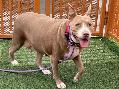 ANGEL - Pit Bull Terrier available for adoption