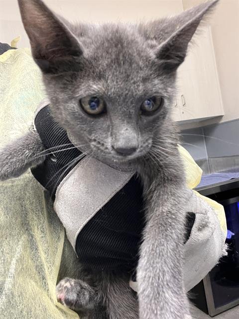 **SASSY - Domestic Short Hair available for adoption