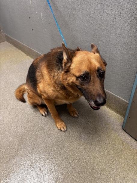 BEAU - German Shepherd Dog available for adoption