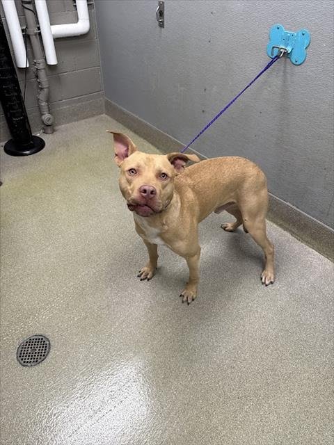 KOBE - Pit Bull Terrier available for adoption