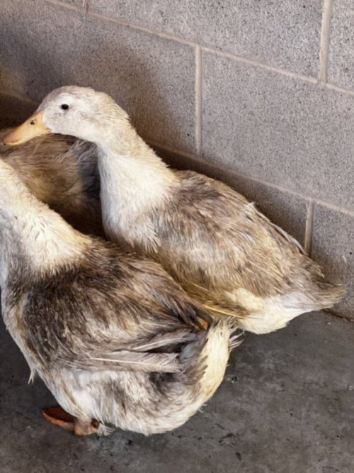 *BUBBLES - Duck available for adoption