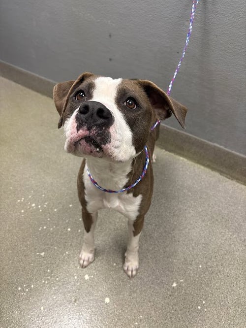 *NAILS - Pit Bull Terrier available for adoption