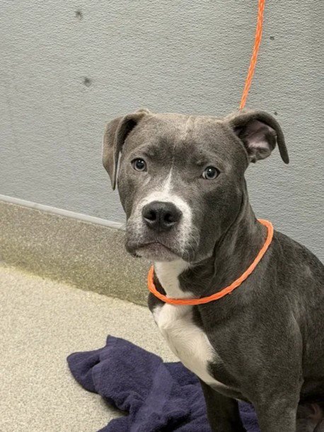 *GRAHAM - Pit Bull Terrier available for adoption