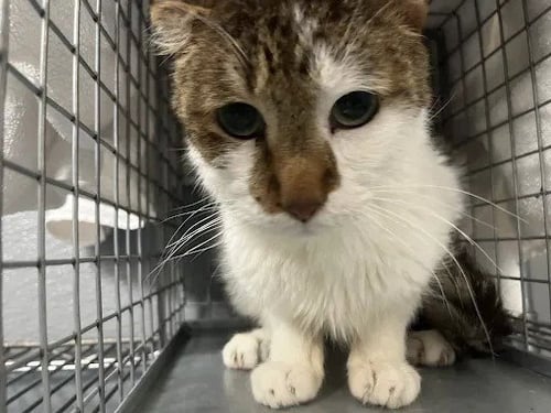 TACO - Domestic Short Hair available for adoption