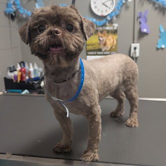 TREASURE - Shih Tzu available for adoption