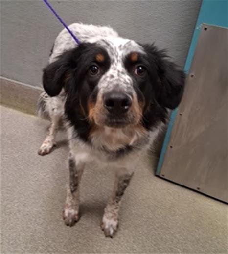 *DOWNY FRESH - Australian Shepherd available for adoption