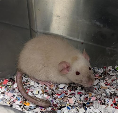 *MINT - Rat available for adoption