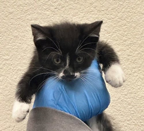 *NEPTUNE - Domestic Short Hair available for adoption