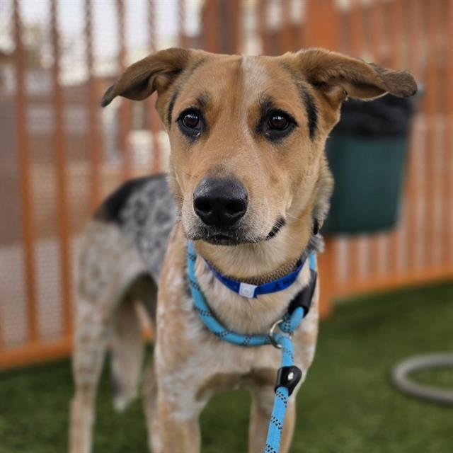SHADY - Australian Cattle Dog/Blue Heeler available for adoption