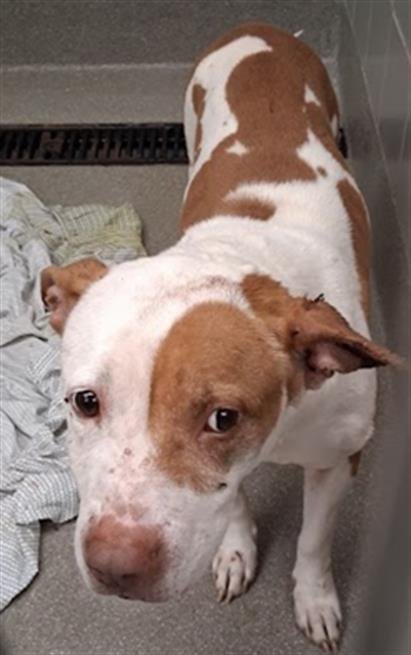 *TAMMY - Pit Bull Terrier available for adoption