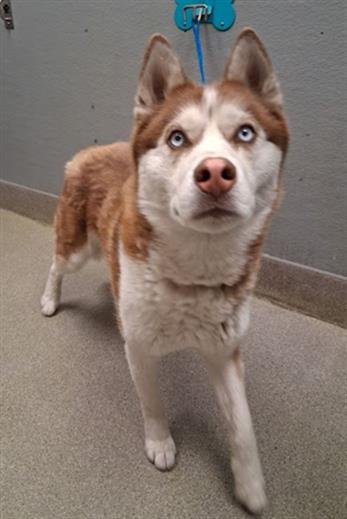 *TOGO - Siberian Husky available for adoption