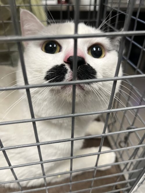 *CLAWFORD - Domestic Short Hair available for adoption