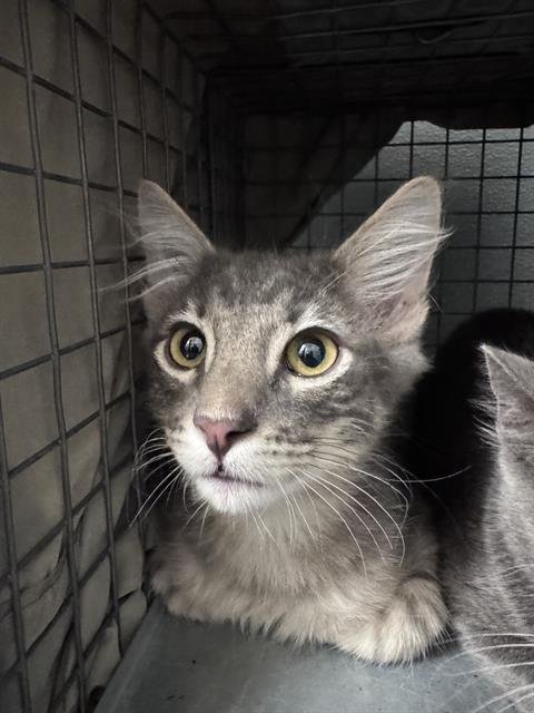 *APAWLLO - Domestic Short Hair available for adoption