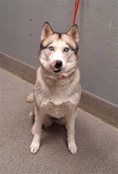 NALA - Siberian Husky available for adoption