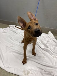 *CREAM PUFF - Photo 1