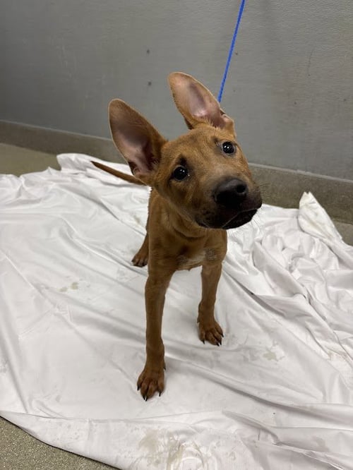 *CREAM PUFF - German Shepherd Dog available for adoption