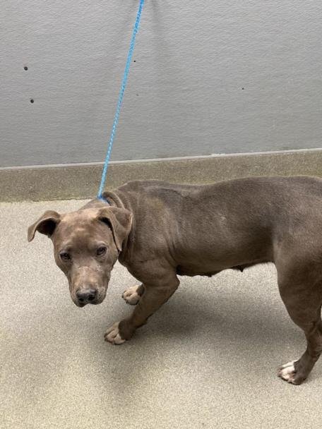 VALENTINA - Pit Bull Terrier available for adoption