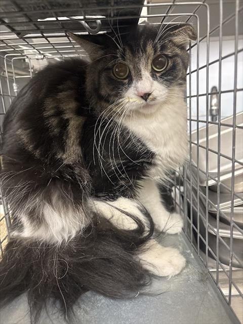 *HERRA - Domestic Long Hair for adoption in Las Vegas
