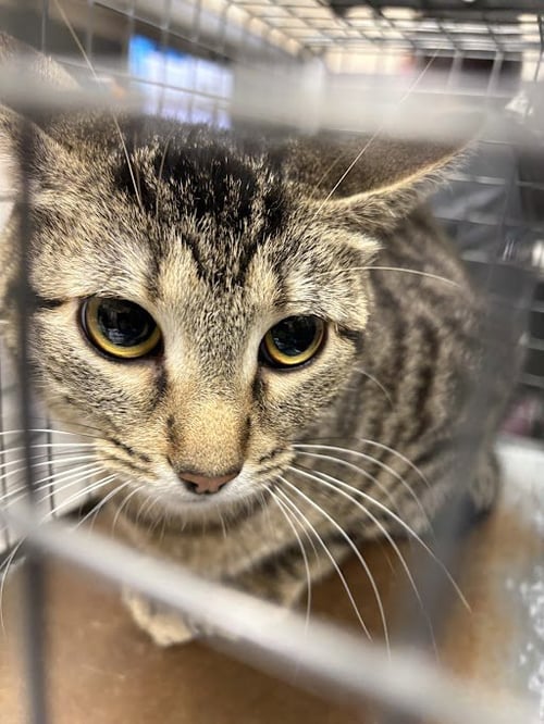 *NOVA - Domestic Short Hair available for adoption