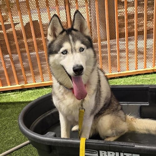 ZUMA - Siberian Husky available for adoption