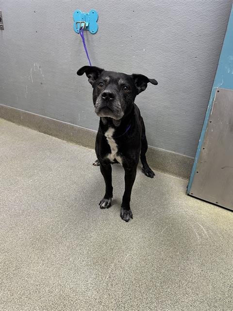 *PARACHUTE - Pit Bull Terrier available for adoption