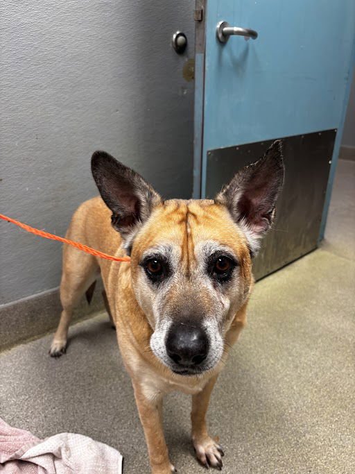 *GERRY - German Shepherd Dog available for adoption