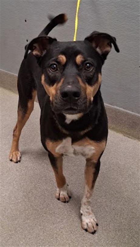 ROCCO - Rottweiler available for adoption