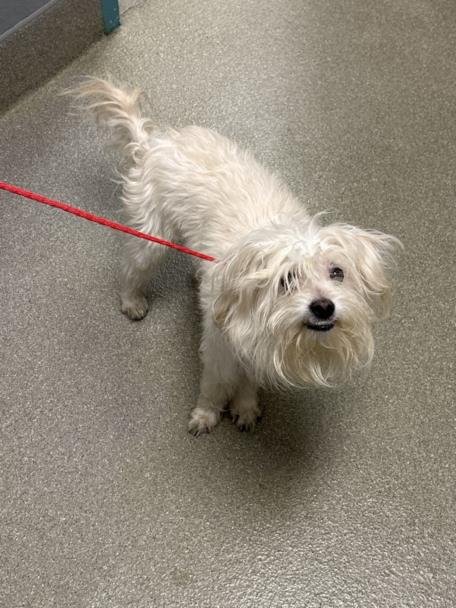 BJ - Terrier available for adoption