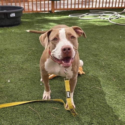 *ROSE - Pit Bull Terrier available for adoption
