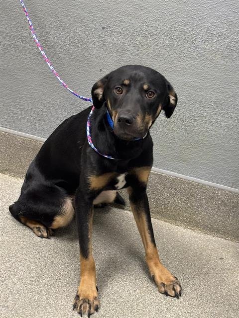 KINNY - German Shepherd Dog available for adoption