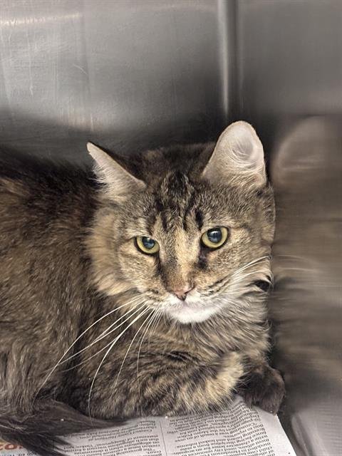*ALLY - Domestic Short Hair available for adoption