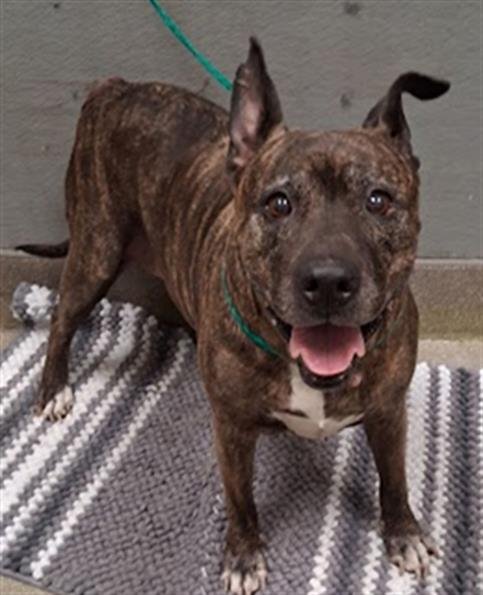 *MADONNA - Pit Bull Terrier available for adoption