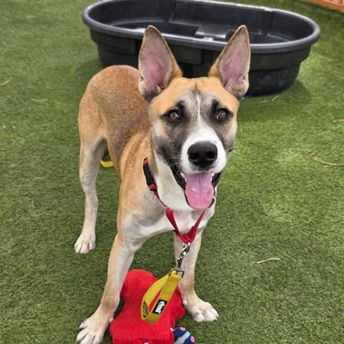*TUG TUG - German Shepherd Dog available for adoption