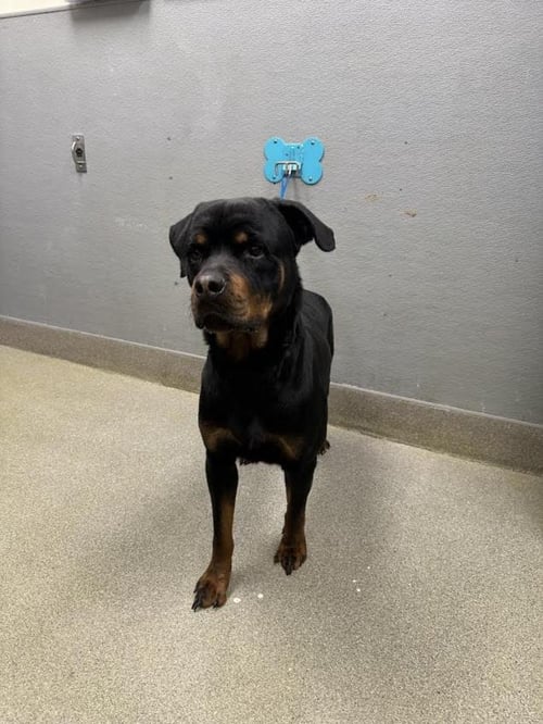 KING - Rottweiler available for adoption