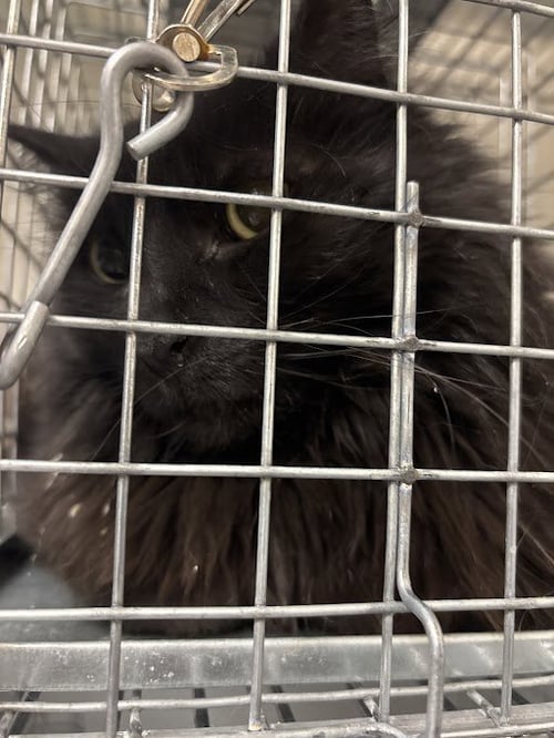 MING-MING - Domestic Medium Hair available for adoption