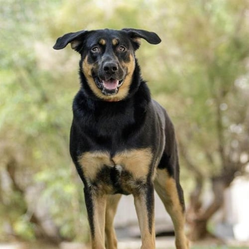 *MIRANDA - Rottweiler available for adoption