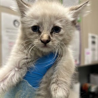 *PARIS - Domestic Short Hair available for adoption