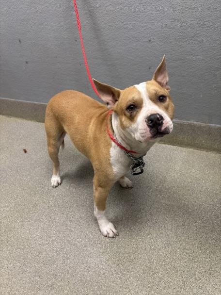 *VALTOS - American Staffordshire Terrier available for adoption